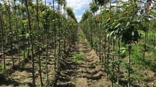 Les horticulteurs et pépiniéristes du monde entier ont dû faire face aux conséquences économiques et sanitaires de la crise due à la Covid-19. Pour supporter l’industrie horticole dans cette crise, l’AIPH a organisé un webinaire, mardi 30 juin 2020. ©L. Hespel